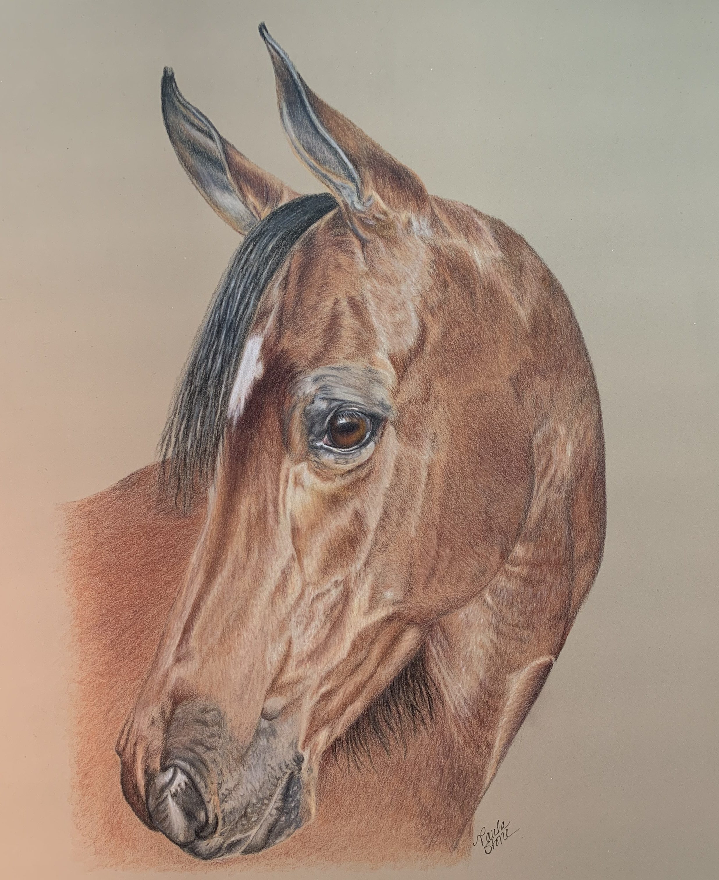 Paula stone thesis 05 picture